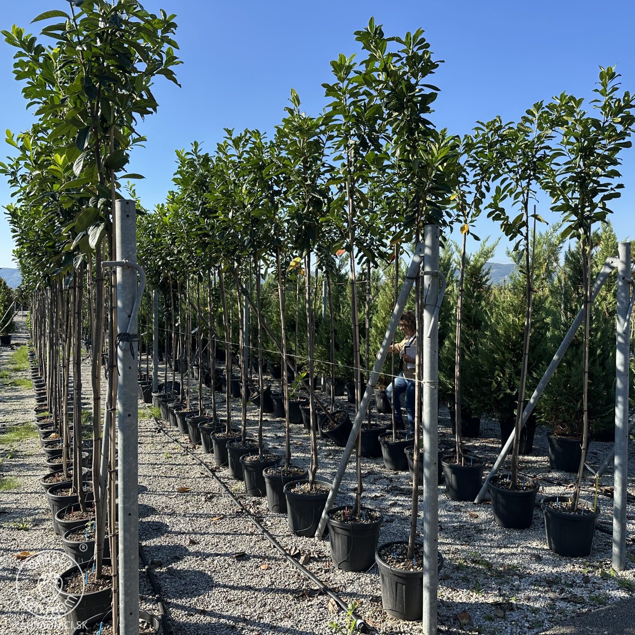 Obrázok Vavrínovec lekársky (Prunus laurocerasus) ´NOVITA´ - výška 270-290 cm, obvod kmeňa 6/8 cm, kont. C20L/ C30L (-22°C) NA KMIENKU